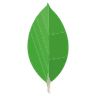 mongodb